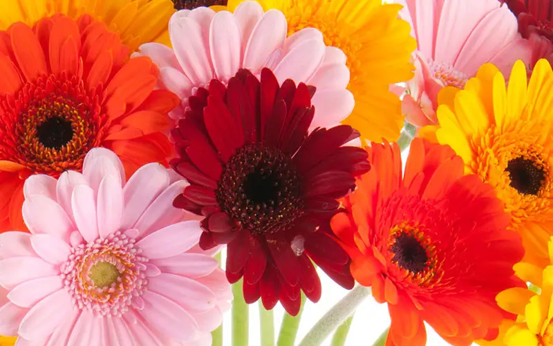 Get Well Flowers from Bolin-Reeves Florist in Birmingham, AL