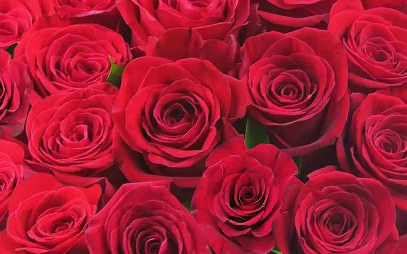 Roses from Bolin-Reeves Florist in Birmingham, AL