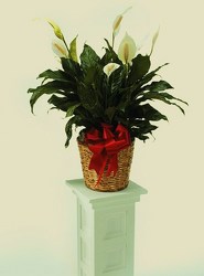 Peace Lily from Bolin-Reeves, your Birmingham, AL florist