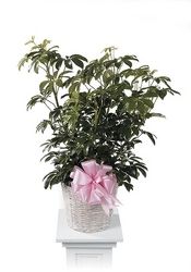 Arbicola from Bolin-Reeves, your Birmingham, AL florist