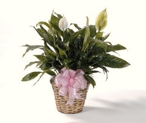 Peace Lily from Bolin-Reeves, your Birmingham, AL florist
