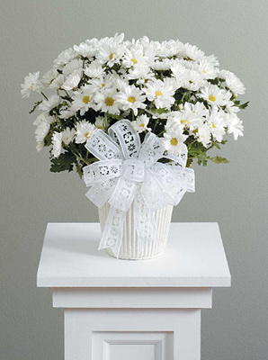 Daisy Mum Pot from Bolin-Reeves, your Birmingham, AL florist