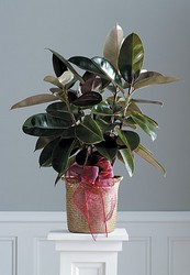 Rubber Tree from Bolin-Reeves, your Birmingham, AL florist