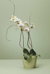 Orchid Plant from Bolin-Reeves, your Birmingham, AL florist